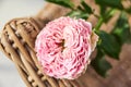 Cut rose lays on a wicker vase or chair, single bud of pink rose Royalty Free Stock Photo
