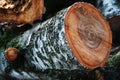 A cut of a sawn birch, a felled tree, a tree stump in the forest.