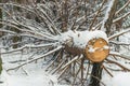 Cut sawn trees in a pine forest. Sawed tree trunk Royalty Free Stock Photo