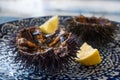 Cut sea urchins laid in the shell on a dish with lemon