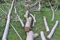 Cut sections of gumtree lying on green grass