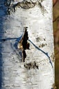 Cut in the skin of a tree looks like a Wounded birch