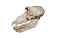 The cut of the skull of a Bear baboon Latin Papio ursinus of gray color is isolated on a white background. Royalty Free Stock Photo