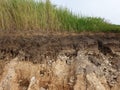 cut soil with grass Royalty Free Stock Photo