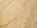 Cut spruce wood texture