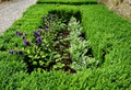 cut squares of flowerbed edging in a historic garden made of boxwood Royalty Free Stock Photo