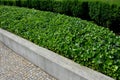 Cut squares of flowerbed edging in a historic garden made of boxwood hedges. courtyard of the castle along the cobblestone path ro Royalty Free Stock Photo