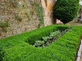 cut squares of flowerbed edging in a historic garden made of boxwood Royalty Free Stock Photo