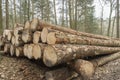 Cut and stacked pine timber in the forest after felling waiting to be transported Royalty Free Stock Photo