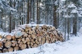 Cut and stacked pine timber in forest in winter Royalty Free Stock Photo