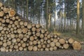 Cut and stacked pine timber in green forest Royalty Free Stock Photo