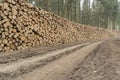 Cut and stacked pine timber in green forest Royalty Free Stock Photo