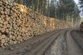Cut and stacked pine timber in green forest Royalty Free Stock Photo