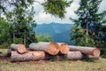 Cut and stacked spruce Logs in the forest with blurred mountain Royalty Free Stock Photo