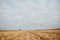 Cut stubble and chaff in a harvested corn field Royalty Free Stock Photo