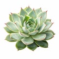 A cut succulent plant Royalty Free Stock Photo