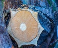 Cut surface of a giant cactus tree branch showing tree rings and the thick bark. Royalty Free Stock Photo