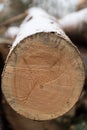 Cut surface recut conifer - closeup Royalty Free Stock Photo