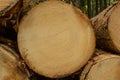 Cut surface of a spruce clearly shows growth rings Royalty Free Stock Photo