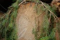 Cut surface of a spruce - growth rings Royalty Free Stock Photo