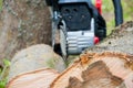 Cut thick tree trunk. Wood texture. Chainsaw cuts wood.