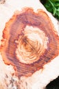 cut thick tree trunk. Wood texture. Wooden background Royalty Free Stock Photo