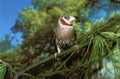 Cut Throat Finch, amadina fasciata, Adult standing on Branch