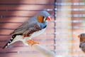 Cut-throat Finch bird