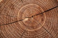 Cut timber with growth rings