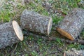 Firewood logs on ground Royalty Free Stock Photo