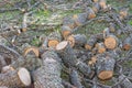 Firewood logs with lichen