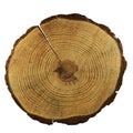 A cut of a tree with annual rings on white Royalty Free Stock Photo