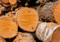 Cut a tree close-up. Selective focus. Birch trunk. Wood texture. Royalty Free Stock Photo