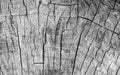 Cut tree cracked stump surface texture. Cutting a cross-tree with annual rings background, close-up. black and white photo Royalty Free Stock Photo