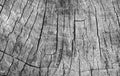 Cut tree cracked stump surface texture. Cutting a cross-tree with annual rings background, close-up. black and white photo Royalty Free Stock Photo