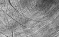 Cut tree cracked stump surface texture. Cutting a cross-tree with annual rings background, close-up. black and white photo Royalty Free Stock Photo