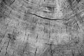 Cut tree cracked stump surface texture. Cutting a cross-tree with annual rings background, close-up. black and white photo Royalty Free Stock Photo