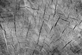 Cut tree cracked stump surface texture. Cutting a cross-tree with annual rings background, close-up. black and white photo Royalty Free Stock Photo