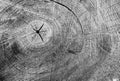 Cut tree cracked stump surface texture. Cutting a cross-tree with annual rings background, close-up. black and white photo Royalty Free Stock Photo