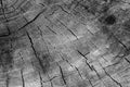 Cut tree cracked stump surface texture. Cutting a cross-tree with annual rings background, close-up. black and white photo Royalty Free Stock Photo