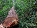 Cut tree eucaliptus deforestation Royalty Free Stock Photo