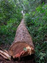 Cut tree eucaliptus deforestation Royalty Free Stock Photo