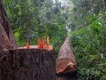 Cut tree eucaliptus deforestation Royalty Free Stock Photo