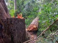 Cut tree eucaliptus deforestation Royalty Free Stock Photo
