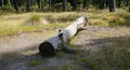 Cut tree in the forest Royalty Free Stock Photo