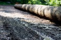 Cut tree in the forest, prepared for transport. Large blurring of the background, view of the ruts and traces of the wheels of the