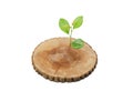 Cut tree green sprout Royalty Free Stock Photo