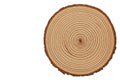Cut of a tree with growth rings on a white background. Space for text. Royalty Free Stock Photo