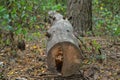 a cut tree lies in the forest