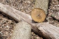 Cut tree log on another log in forest. Royalty Free Stock Photo